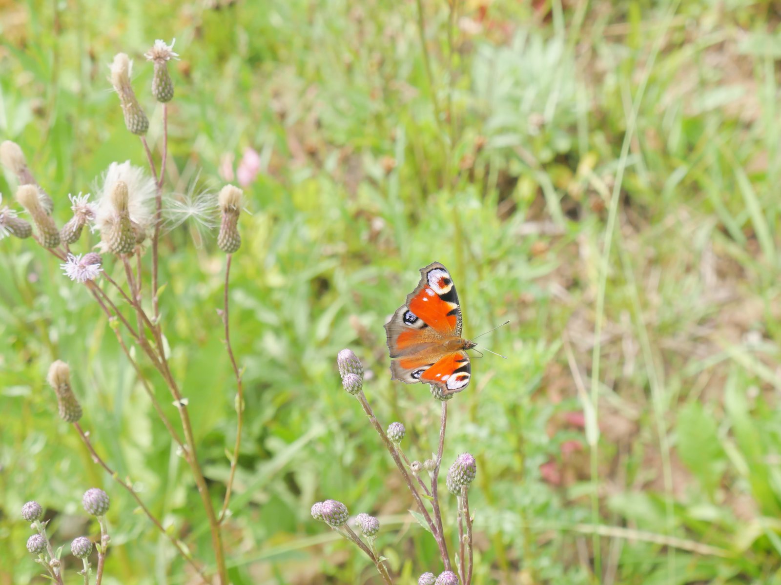 Schmetterling Tagpfauenauge auf Wiese