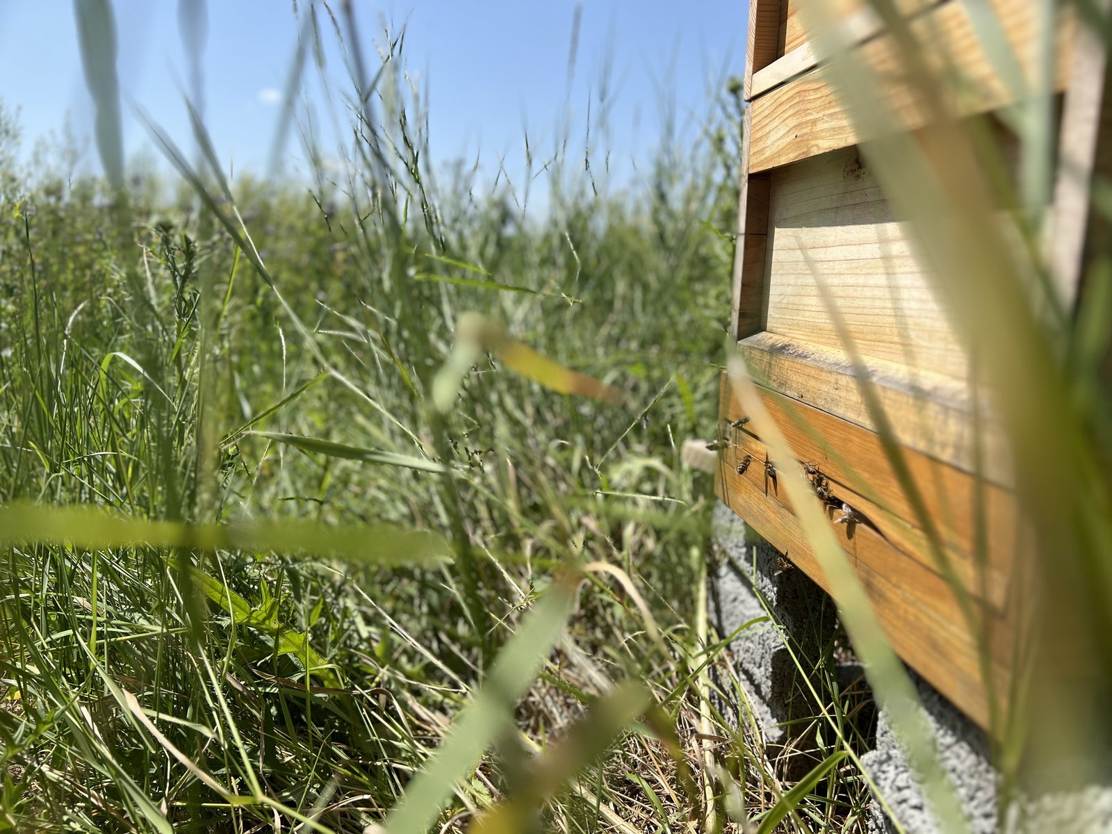 Bienenkasten, an dessen Einflugloch viele Bienen sitzen.