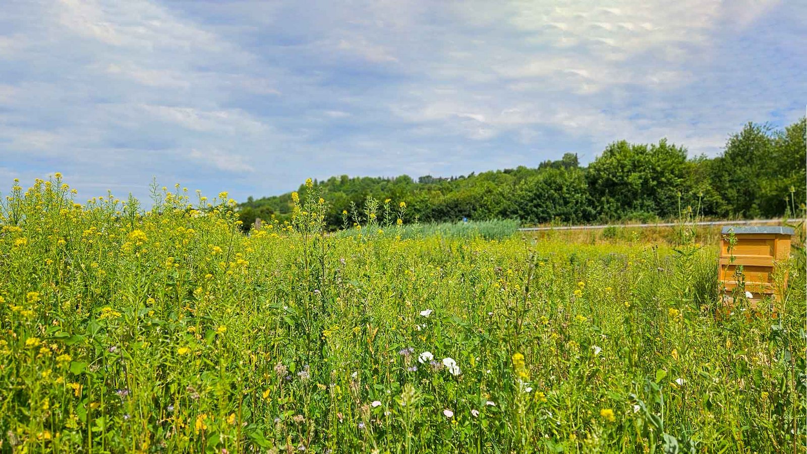 Wildblumenwiese mit Bienenstock