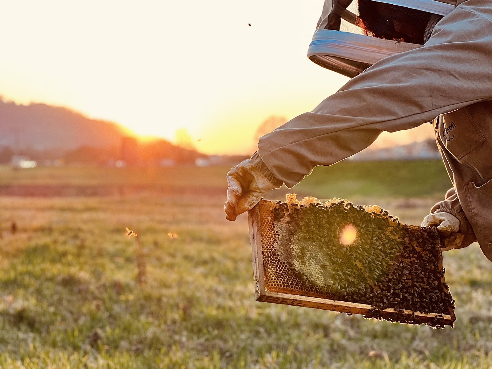Person in Imkerkleidung hält vorsichtig eine Lade voller Bienen